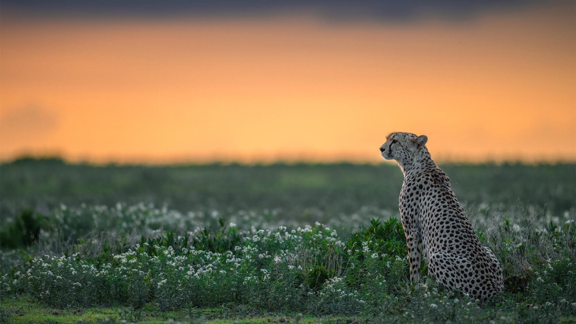 《王者荣耀官方超级联赛,冠军归属悬念重重》,王者荣耀联赛冠军是谁