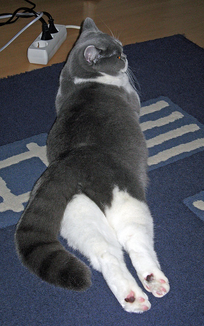 中国复合弓男队在射箭世界杯上海站时隔12年再获铜牌，中国复合弓国家队